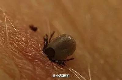 致命蜱虫是什么样子？认清这个夺命小虫的伪装