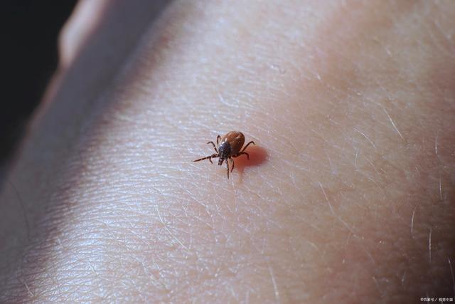 致命蜱虫是什么样子？认清这个夺命小虫的伪装