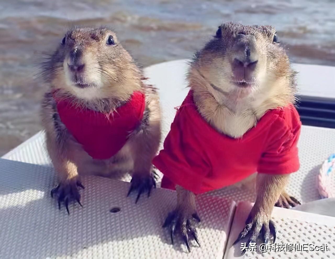 猴B病毒,美国实验室泄漏事件引发的全球生物安全警示 猴B病毒,美国实验室泄漏事件引发的全球生物安全警示