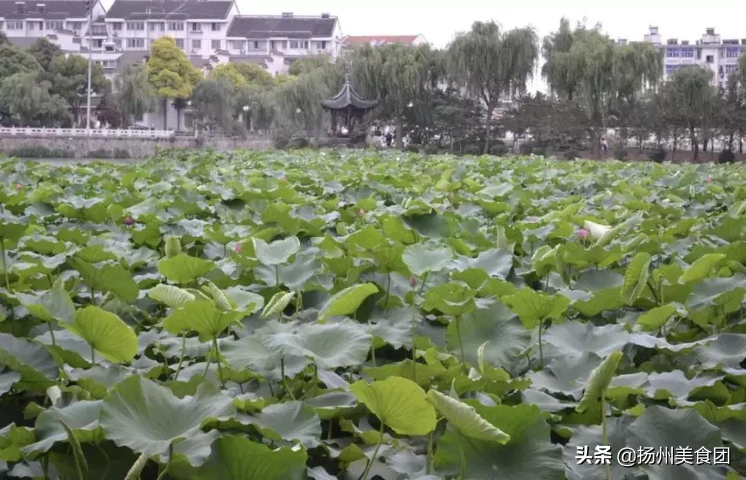 扬州毛老太事件处理结果引争议？官方辟谣，网传轻判说法不实