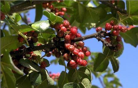 日照大案，迷雾背后的正义较量