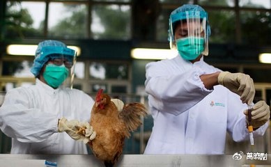 四川确诊一例禽流感病例 官方启动应急响应加强防控