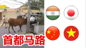 印度新冠抗体检测，疫情迷雾中的科学之光