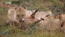 那声音先是长长地喂—喂—两声，仿佛在清嗓子，又像在试探这村庄的寂静。接着，便是村长福生伯那口浓重的乡音，被扩音器放大，失了真，带着滋滋的杂音，一字一句，砸在村庄的每一片屋瓦上