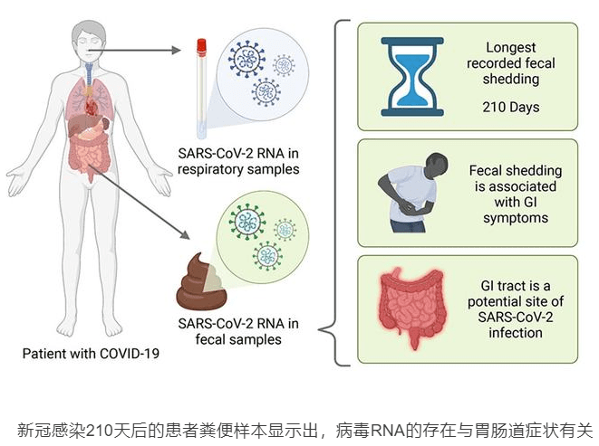 阳性拉肚子，新冠感染后的肠胃困扰与应对指南