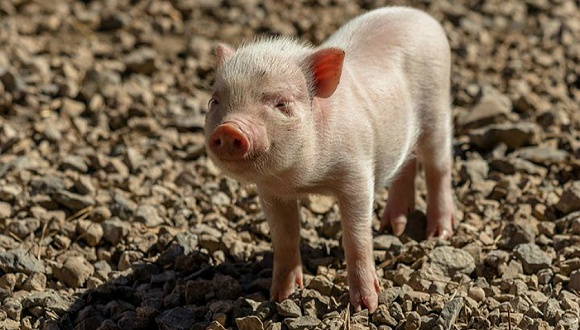 广东猪疫情最新动态,防控升级,市场供应总体稳定 广东猪疫情最新动态,防控升级,市场供应总体稳定