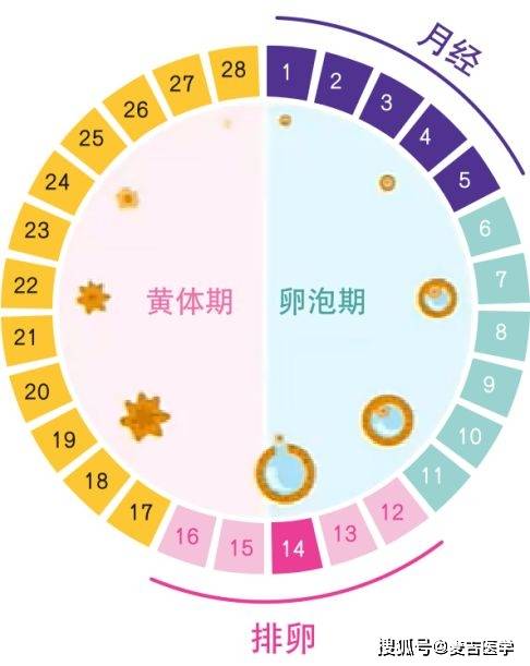 阳了会影响月经吗？解析新冠感染与月经周期的关系