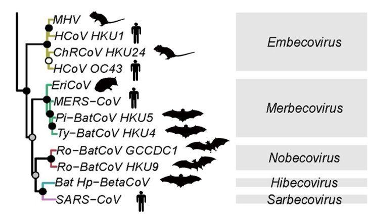 二次感染新冠病毒，风险、原因与防范策略