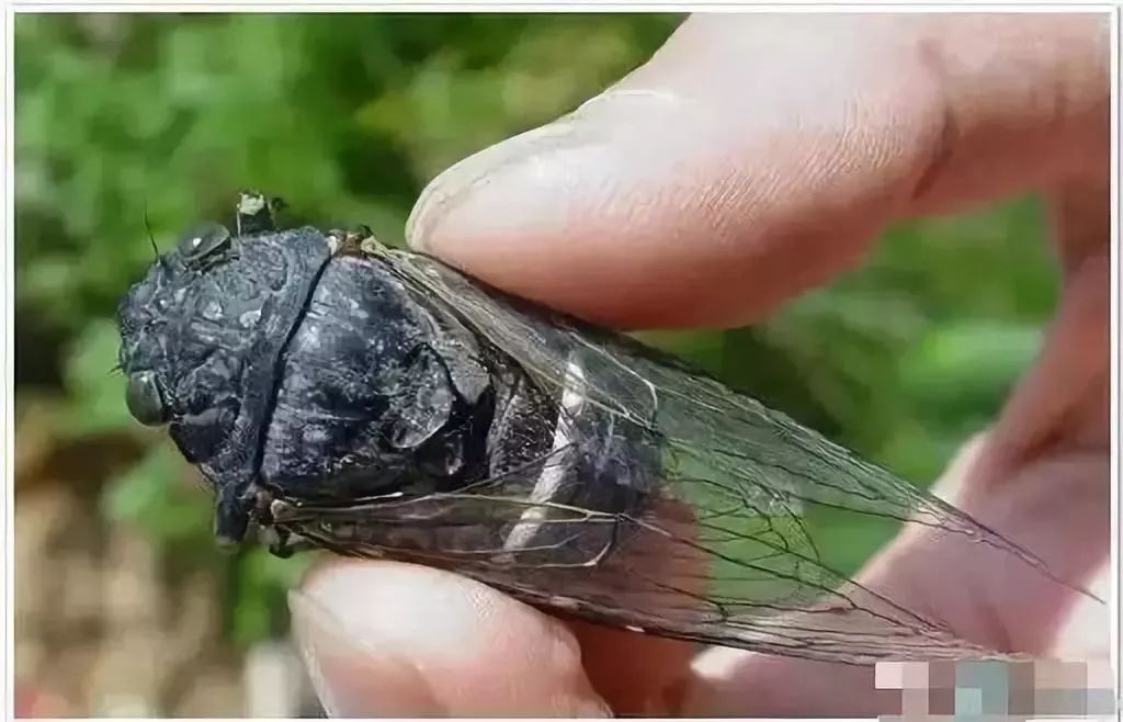 土蜂的幼虫长什么样?揭秘地下建筑师的幼年形态 土蜂的幼虫长什么样?揭秘地下建筑师的幼年形态