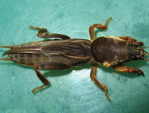 土蜂的幼虫长什么样?揭秘地下建筑师的幼年形态 土蜂的幼虫长什么样?揭秘地下建筑师的幼年形态