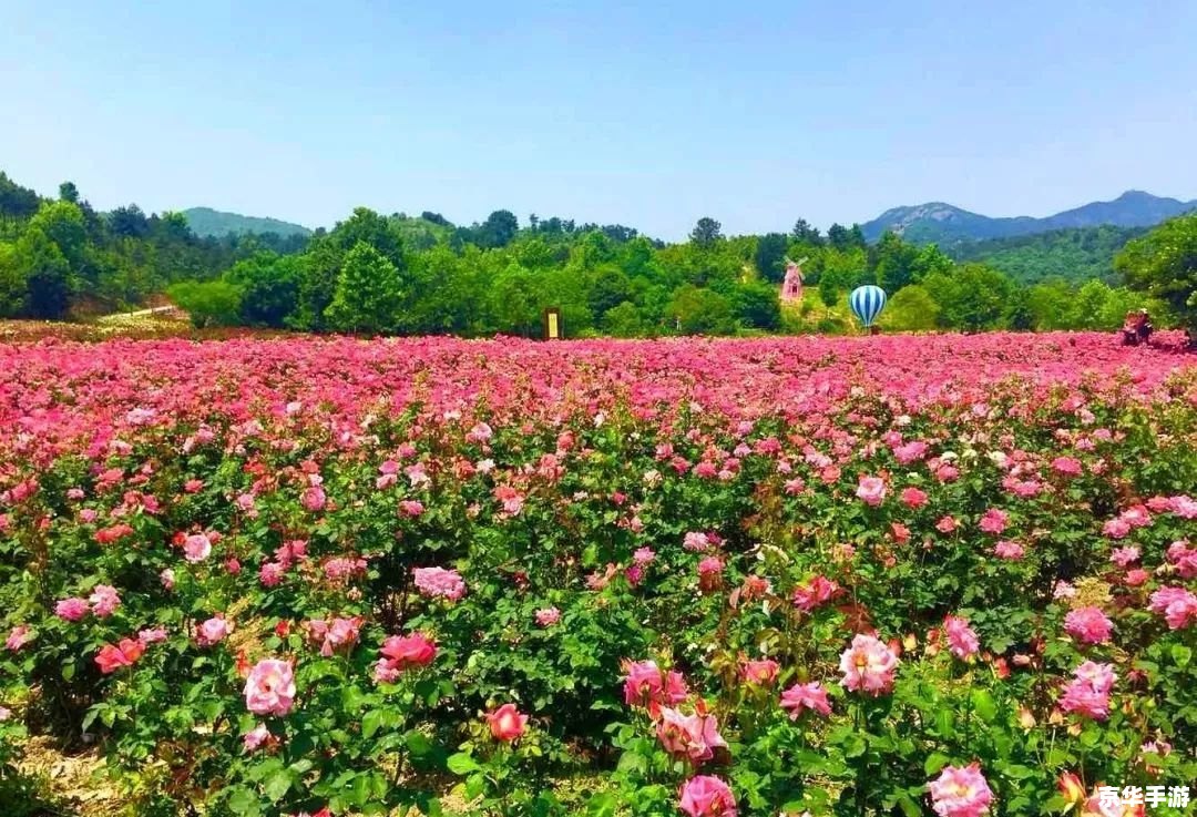 玫瑰小镇助手，指尖上的浪漫花园
