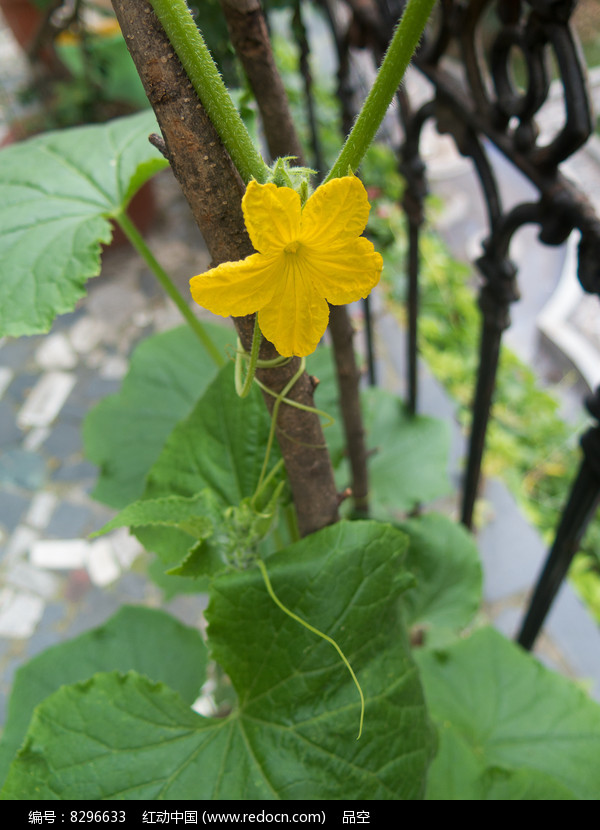 黄瓜远航记，从藤蔓到餐桌的环球之旅