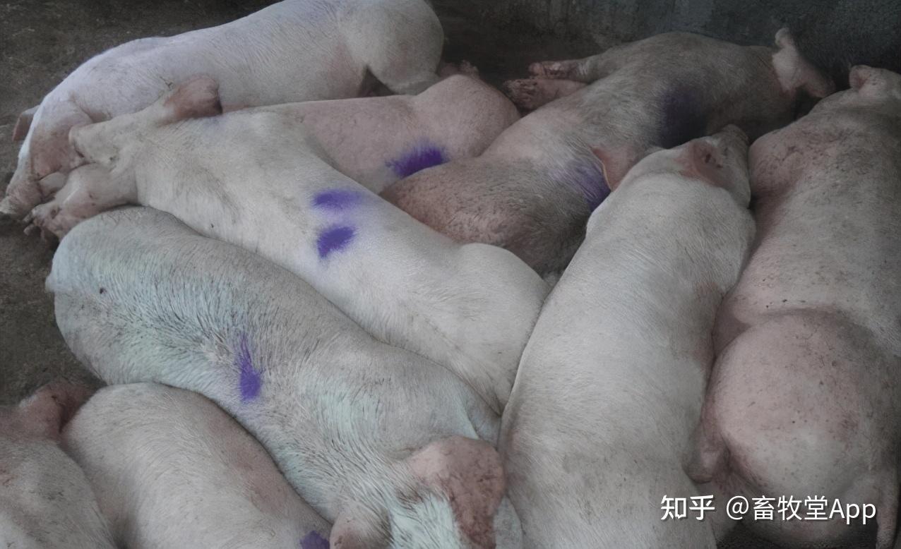 猪流感症状及治疗方法，全面了解与科学应对