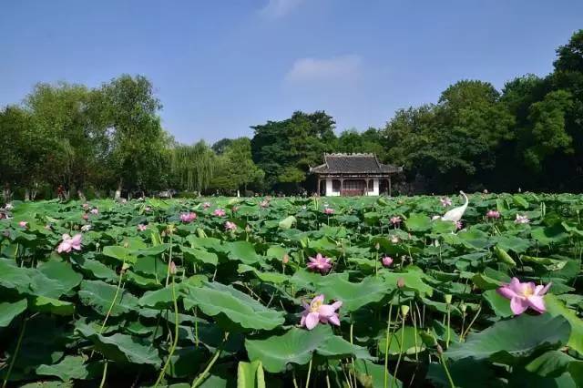 杭州荷花苑,寻一处清幽,觅一夏芳华 杭州荷花苑,寻一处清幽,觅一夏芳华