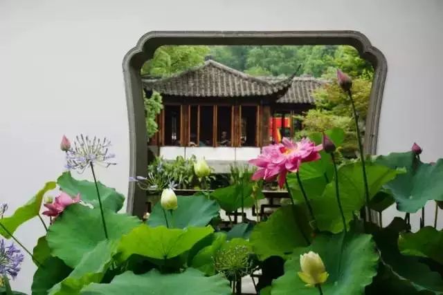杭州荷花苑,寻一处清幽,觅一夏芳华 杭州荷花苑,寻一处清幽,觅一夏芳华