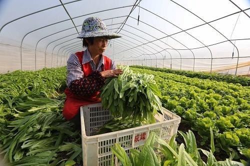 上海菜篮子保卫战，抢种蔬菜8万多亩，全力保障城市供应