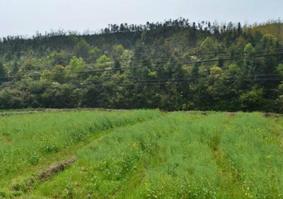 麻栗坡，文山边陲的绿韵与风骨