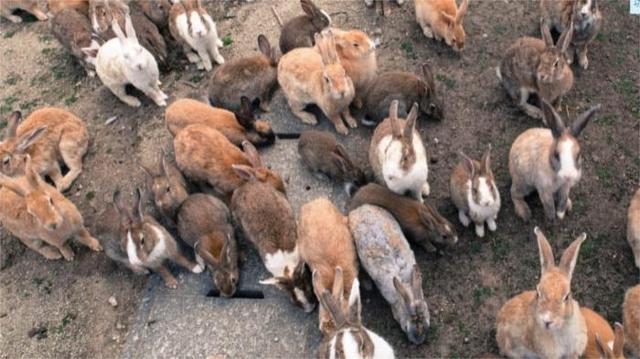 兔子叔叔原形，从童话到现实的文化密码