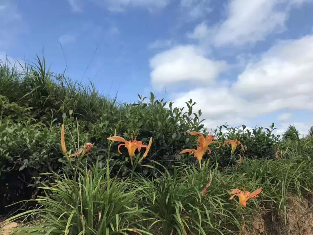 安溪茶香暖，同心战疫情