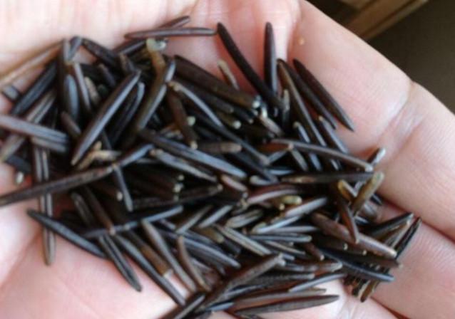 那黄码，像一枚生锈的钉子，冷不丁地，就钉进了我们一家四口平静的生活里