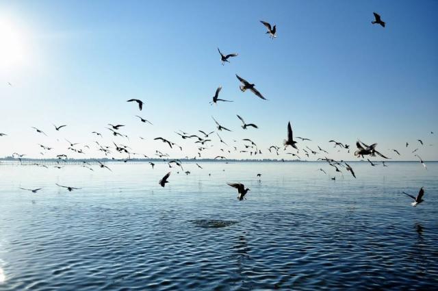 海阔天空免费下载网站，便捷背后的隐忧与选择