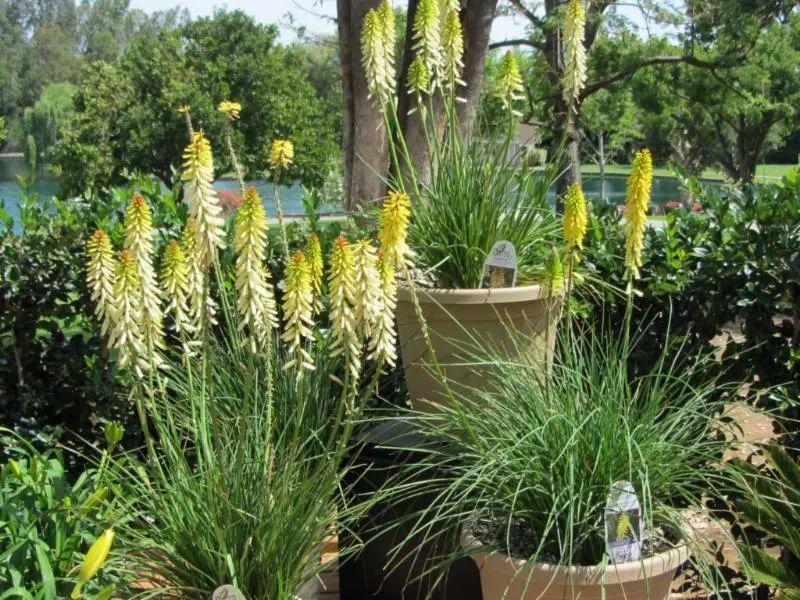 火炬之光2，Boss可以重复刷吗？全面解析与高效刷装指南