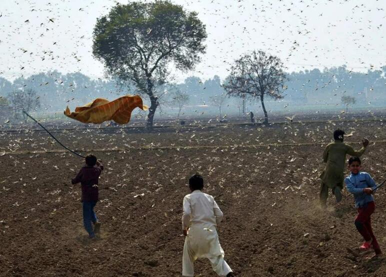 印度疫情持续恶化，危机背后的深层挑战与全球警示