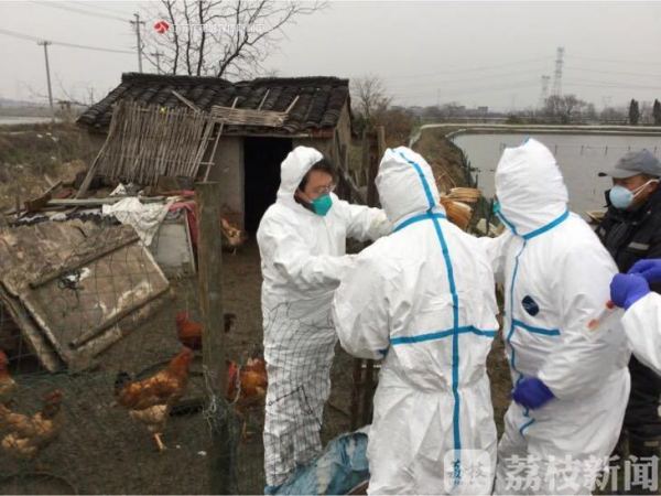 江苏禽流感，科学防控，守护家禽产业与公共卫生安全