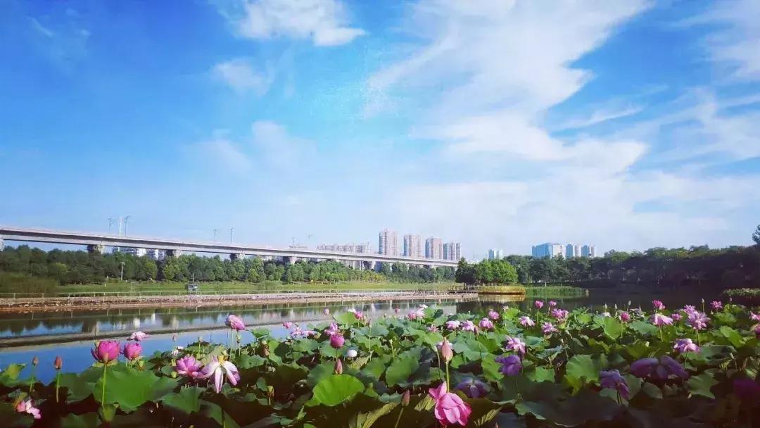 保卫萝卜挑战第42关攻略，巧妙布局，轻松通关秘籍