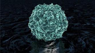 欧洲病毒蓝舌头，无声蔓延的农业威胁