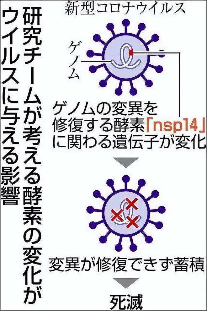 病毒一周变异，看不见的赛跑与人类的应对