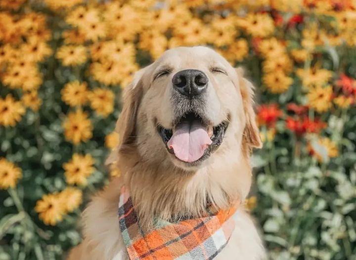 狂犬病发病前兆，潜伏期后的预警期有多久？