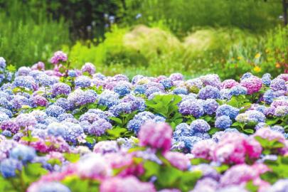 成都,在病毒的阴霾下绽放坚韧之花 成都,在病毒的阴霾下绽放坚韧之花