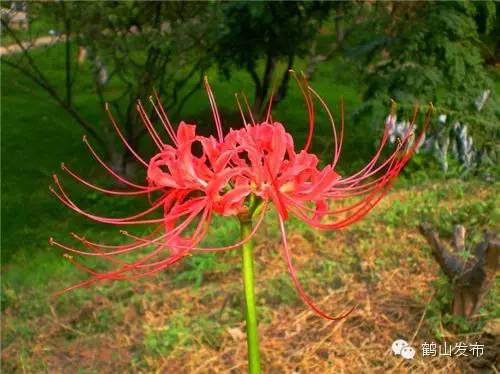 成都,在病毒的阴霾下绽放坚韧之花 成都,在病毒的阴霾下绽放坚韧之花