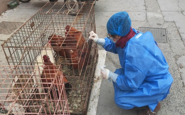 上海禽流感省级净化场,筑牢公共卫生防线,保障家禽产业安全 上海禽流感省级净化场,筑牢公共卫生防线,保障家禽产业安全