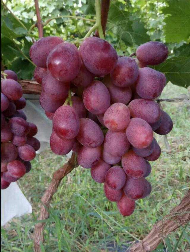 北京报告1例肺炭疽病例，所有管控措施均已落实