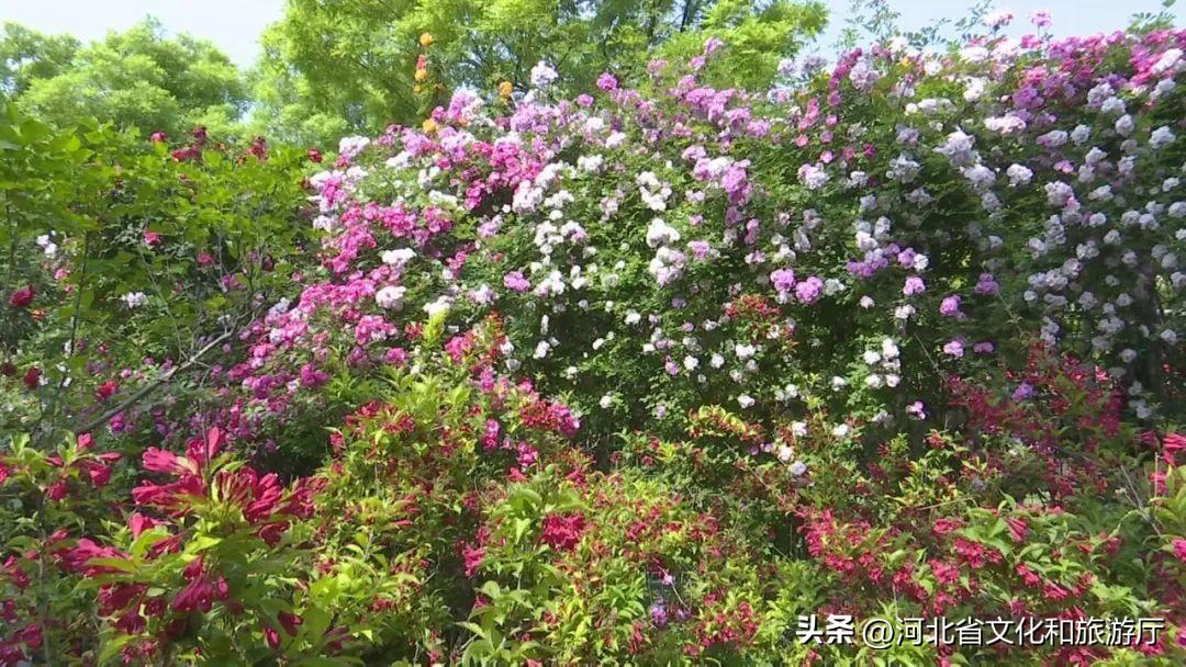 河北省高考时间，梦想的倒计时，奋斗的进行时