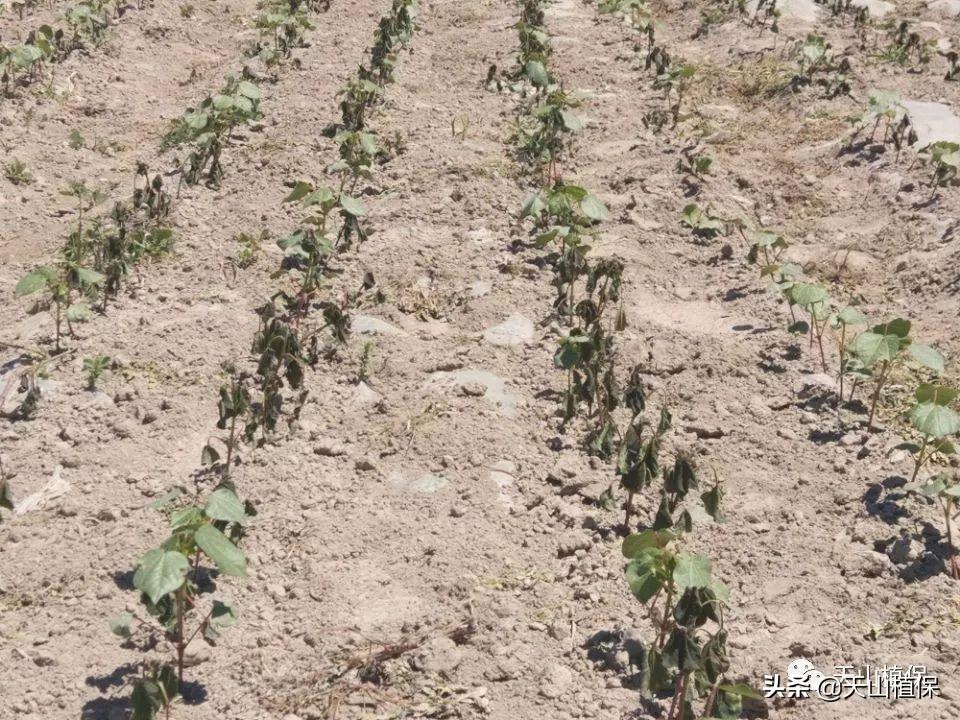 2020年春节天气预报15天查询，提前规划，安心过年