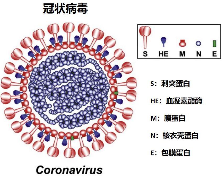 新冠病毒消失了吗