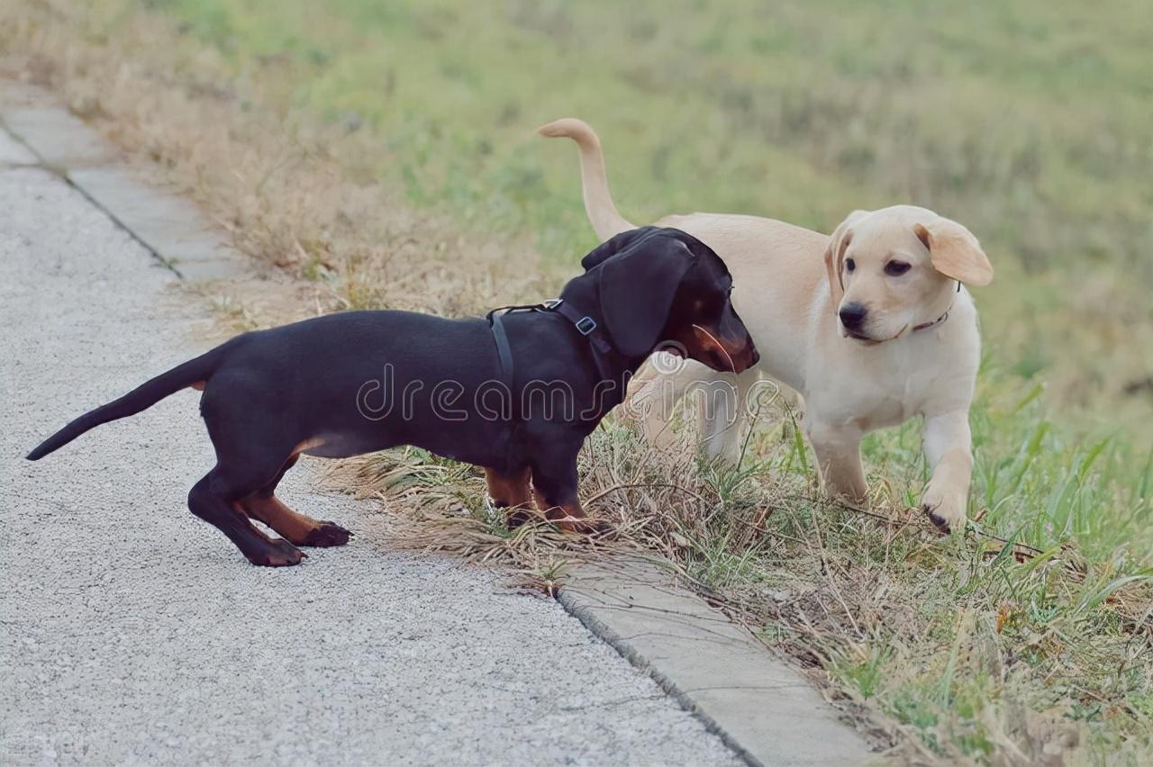 河南安阳狗咬人事件新进展，问责与反思下的公正追寻