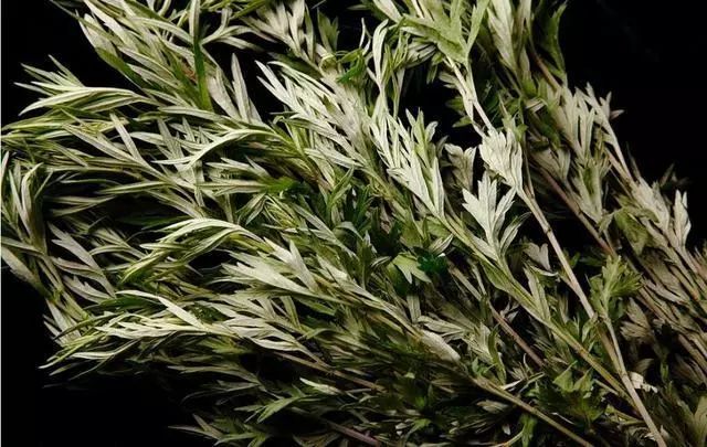 艾草能熏新冠病毒吗？科学解析与实用建议