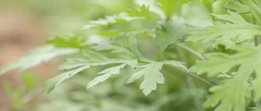 艾草能熏新冠病毒吗？科学解析与实用建议