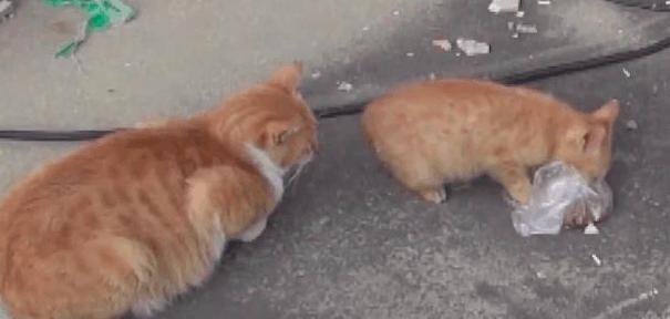 交易猫下载指南，安全高效获取官方正版应用