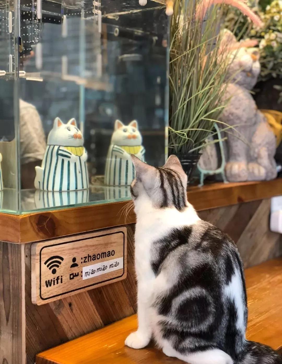 开心泡泡猫，指尖上的彩色治愈时光