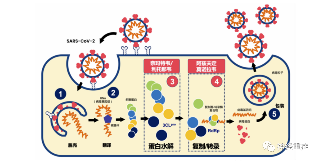 新型冠状病毒重复感染，挑战与应对