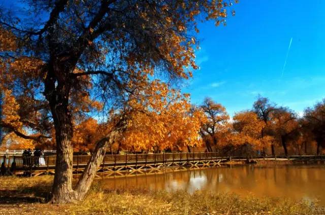 额济纳旗怎么玩合理？一份兼顾胡杨林与秘境探索的旅行指南