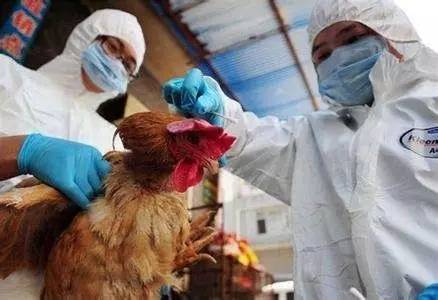 H7N9禽流感再现，专家呼吁加强监测与个人防护，暂无大规模流行迹象