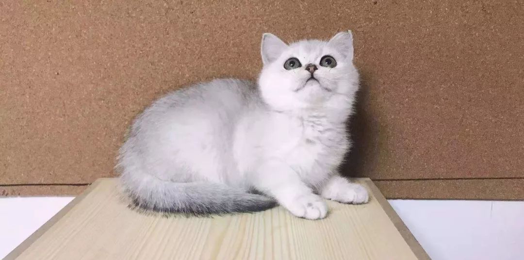 猫咪会感染新冠肺炎吗？了解宠物与新冠病毒的真相