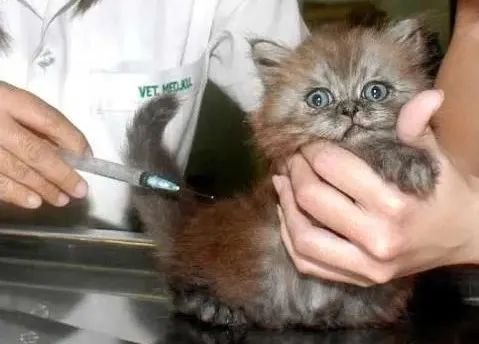 猫咪会感染新冠肺炎吗？了解宠物与新冠病毒的真相