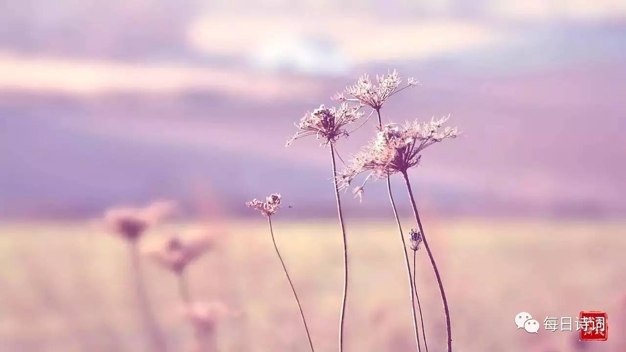 然而我心里却明白，有些东西是留下了。那谦卑的、静默的紫，仿佛一种无声的言语，在我心里种下了一点清凉。在这嚷嚷的世界里，能有幸与这样一位无言的隐者悄然一晤，于我，便是一种难得的、安静的教诲了